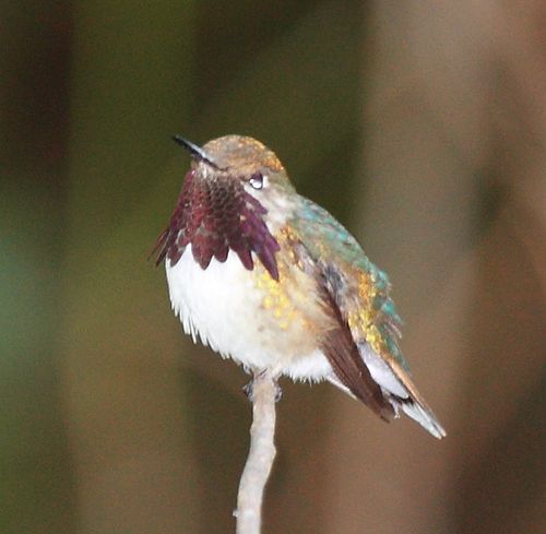 Bumblebee hummingbird